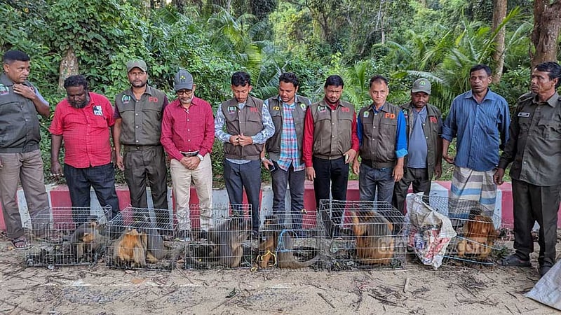কক্সবাজারে বিএনপি নেতার বাড়ি থেকে ১২ মুখপোড়া হনুমান উদ্ধার