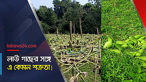 ৫০০ লাউসহ সব গাছ কেটে ফেলার অভিযোগf