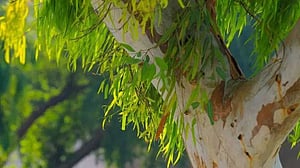 ইউক্যালিপটাস ও আকাশমনি রোপণ-বিক্রি নিষিদ্ধ
