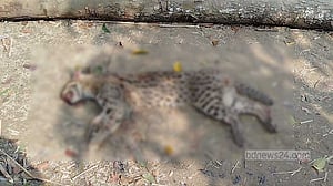 ঝিনাইদহে মেছো বাঘ পিটিয়ে মারল গ্রামবাসী