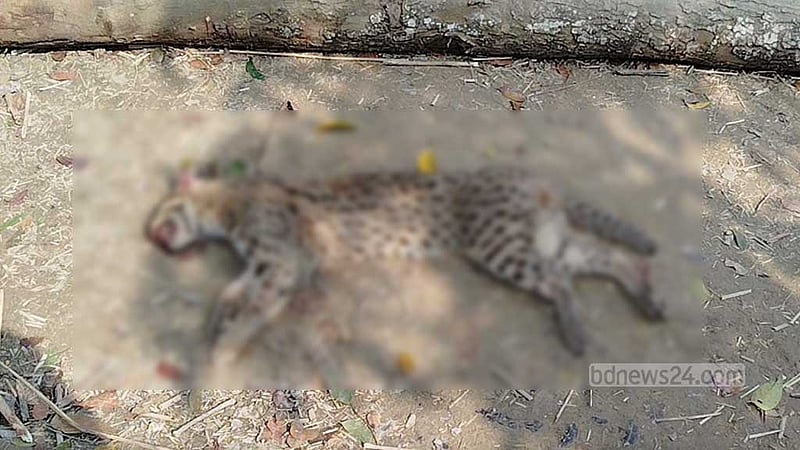 ঝিনাইদহে মেছো বাঘ পিটিয়ে মারল গ্রামবাসী