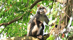 ‘খাদ্য সংকটে’ রামগড়ের লোকালয়ে চশমাপরা হনুমান