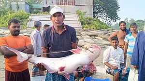মানিকগঞ্জে ইলিশের মেলায় বড় দুই পাঙাশ, একটি বিক্রি ২৩ হাজারে