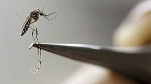 বধির করে মশার যৌনজীবনে বাধা দিলেই ডেঙ্গু কমবে