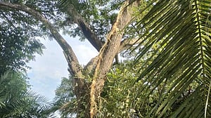 নিঝুম দ্বীপে বজ্রপাতে শিশুর মৃত্যু