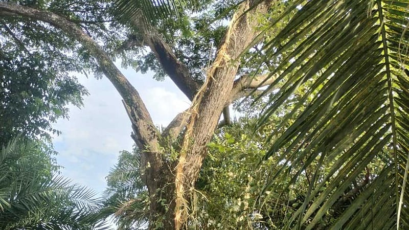 নিঝুম দ্বীপে বজ্রপাতে শিশুর মৃত্যু