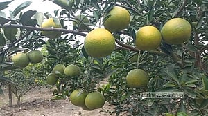 রাজবাড়ীতে ‘পাকিস্তানি মালটা’ চাষে লাভবান আলাউদ্দিন