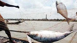 জেল-জরিমানাতেও থামছে না মা ইলিশ শিকার
