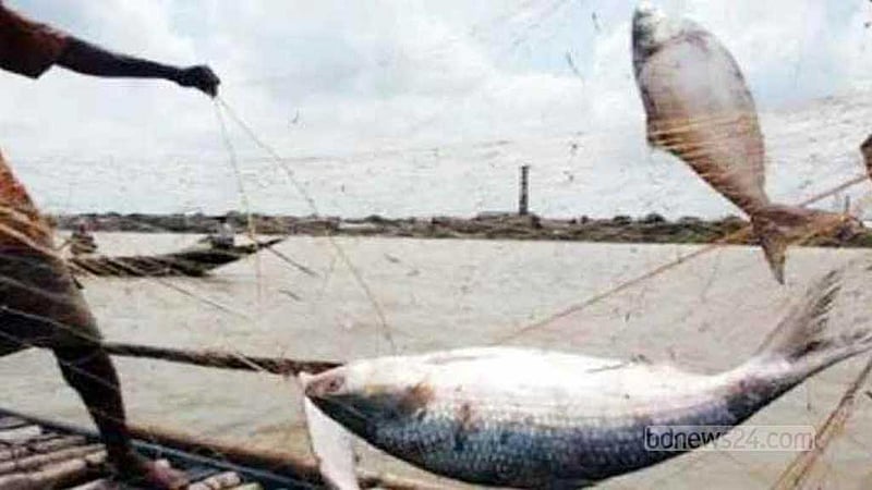জেল-জরিমানাতেও থামছে না মা ইলিশ শিকার