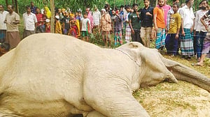 শেরপুরে বিদ্যুৎস্পৃষ্টে বন্যহাতির মৃত্যু, জেনারেটরসহ কৃষক আটক