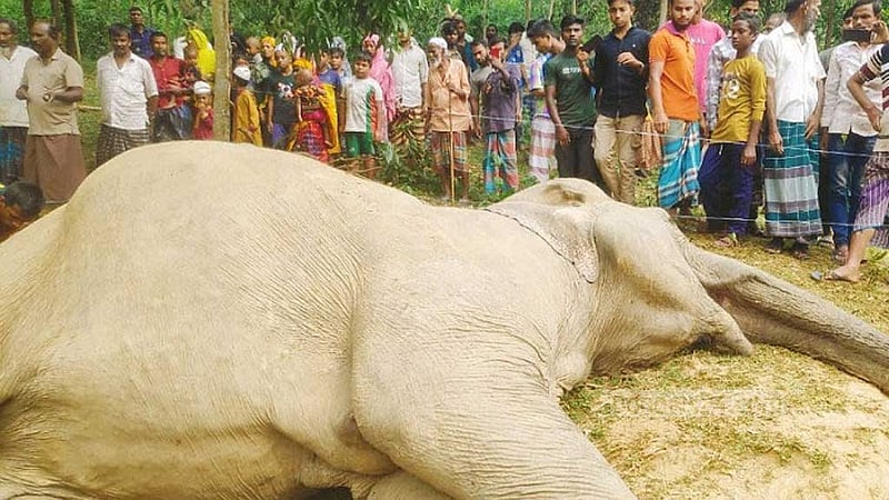 শেরপুরে বিদ্যুৎস্পৃষ্টে বন্যহাতির মৃত্যু, জেনারেটরসহ কৃষক আটক