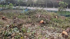 অনুমতি ছাড়াই সিলেট কৃষি বিশ্ববিদ্যালয় ক্যাম্পাসে ৭৯ গাছ কাটা হল