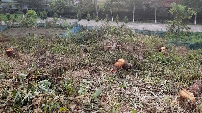 অনুমতি ছাড়াই সিলেট কৃষি বিশ্ববিদ্যালয় ক্যাম্পাসে ৭৯ গাছ কাটা হল