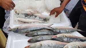 ভারতে গেল অনুমোদনের ২২ শতাংশ ইলিশ