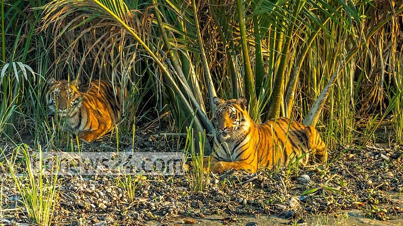 সুন্দরবনে ছয় বছরে বাঘ বেড়েছে ১০%