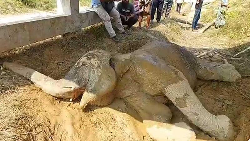 চুনতি অভয়ারণ্যে রেললাইন: ট্রেনের ধাক্কায় মেরুদণ্ড ভেঙেছে হাতিটির