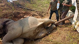 আহত সেই হাতির চিকিৎসা শুরু