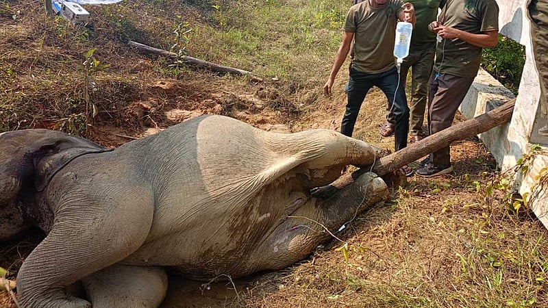 ট্রেনের ধাক্কায় হাতির মৃত্যু: লোকোমাস্টার বরখাস্ত