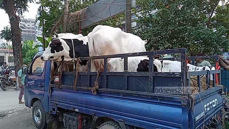 ফরিদপুর থেকে চুরি হওয়া ১১টি গরু পাবনায় উদ্ধার, আটক ২