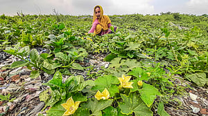 ময়লার ভাগাড়ে সবজি চাষ