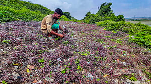 ময়লার ভাগাড়ে সবজি চাষ, স্বাস্থ্যঝুঁকি কতটা?