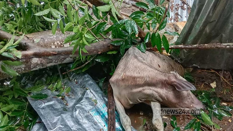 ‘দানা’: ঝালকাঠিতে ঝড়ে বিধ্বস্ত ঘর-গাছ, মরেছে গরু