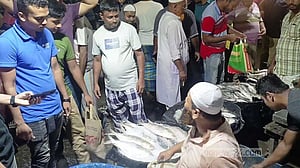 নিষেধাজ্ঞার আগের রাতে মাদারীপুরে ‘২ কোটি টাকার’ ইলিশ বিক্রি