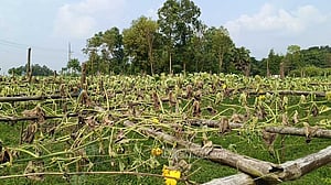 লাউ গাছের সঙ্গে এ কেমন শত্রুতা!