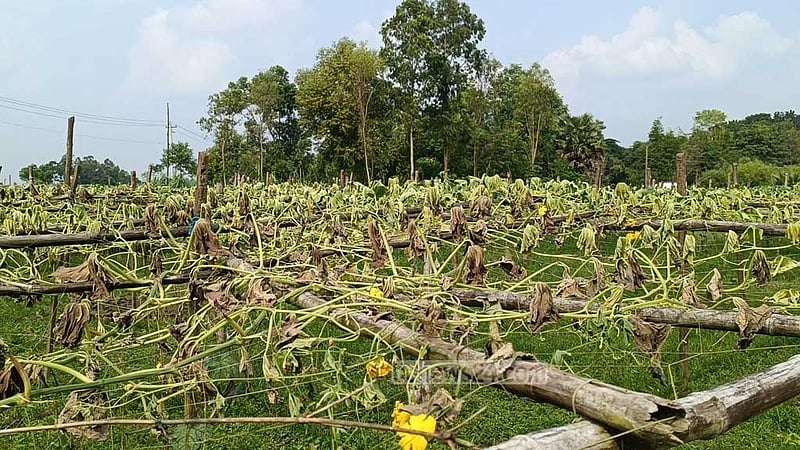লাউ গাছের সঙ্গে এ কেমন শত্রুতা!