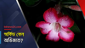 অর্কিডের প্রজাতি অন্তত ২০ হাজার