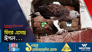 সেই ঈগল আবার ফিরে এসেছে লিটনের ‘আরামঘরে’