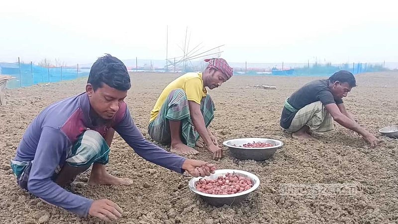 বৃষ্টিতে পিছিয়ে গেছে মুড়িকাটা পেঁয়াজের আবাদ