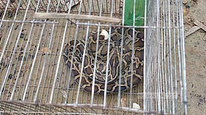 শেরপুরের মাছ ধরার ফাঁদে আটকা পড়ল অজগর