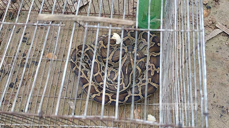 শেরপুরের মাছ ধরার ফাঁদে আটকা পড়ল অজগর