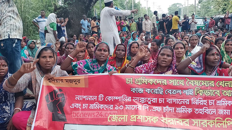 ৭ সপ্তাহ বেতন নাই, কেউ শোনেও না, ভাবেও না: ক্ষোভ চা শ্রমিকের