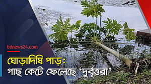 দিঘির পাড়ের এত গাছ কাটল কারা?