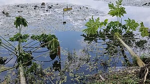 ঘোড়াদিঘি পাড়ের গাছের সঙ্গে এ কেমন শত্রুতা?