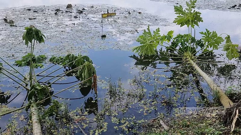 ঘোড়াদিঘি পাড়ের গাছের সঙ্গে এ কেমন শত্রুতা?
