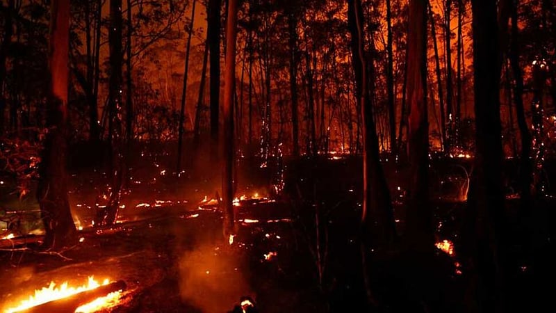 ব্রাজিলের রাজধানীতে দাবানলে পুড়ে ছাই ২০ শতাংশ বনাঞ্চল