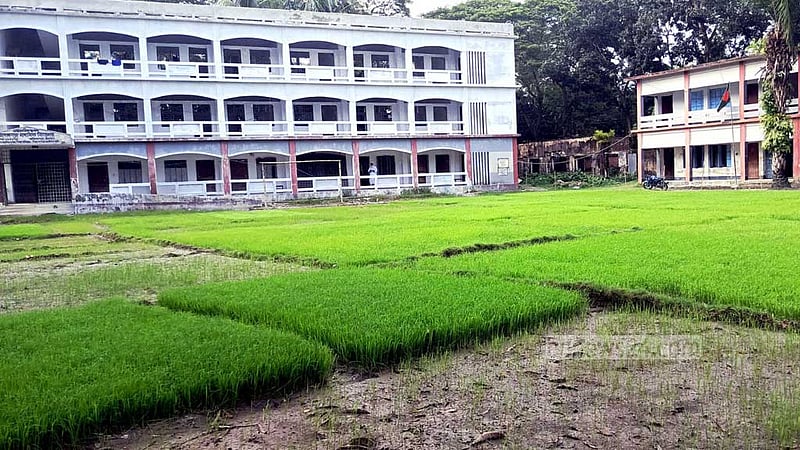 ‘কৃষক বাঁচাতে’ বিদ্যালয় মাঠে আমনের বীজতলা