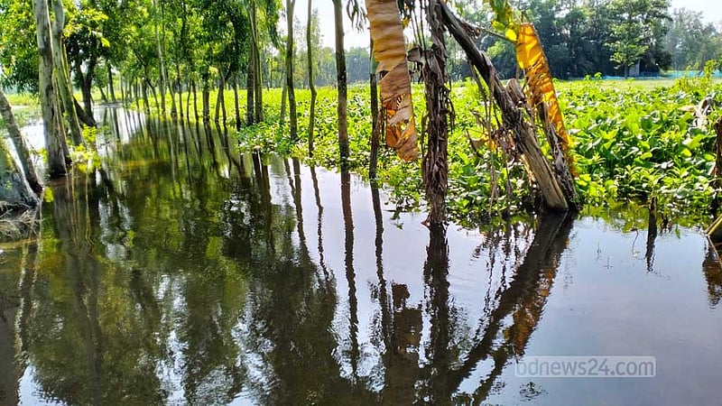 মনোহরগঞ্জে ৪০ দিনেও নামেনি পানি, দীর্ঘমেয়াদি জলাবদ্ধতার শঙ্কা