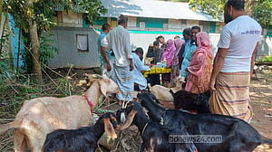 ভ্রাম্যমাণ ক্যাম্পে বন্যাক্রান্ত ২৬ হাজার গবাদি পশুপাখির চিকিৎসা