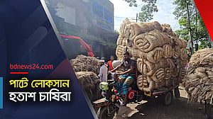 সেই ‘সোনালি আঁশ’ নিয়ে এখন হতাশ চাষিরা