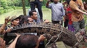 গাজীপুরে রিসোর্টে কুমির, ২০ বছর পর উদ্ধার