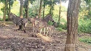 গাজীপুরে সাফারি পার্কে জেব্রা পরিবারে ২ নতুন অতিথি