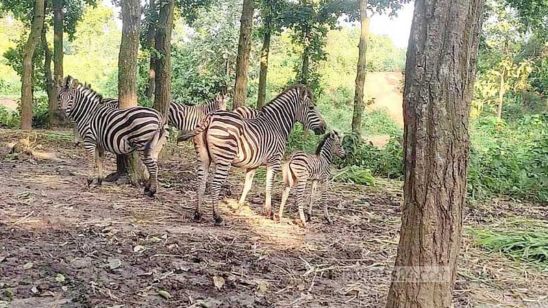 গাজীপুরে সাফারি পার্কে জেব্রা পরিবারে ২ নতুন অতিথি