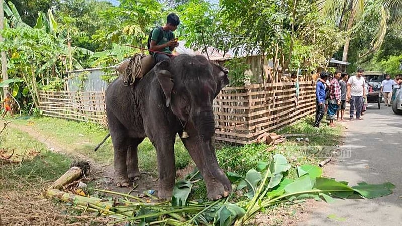 গোপালগঞ্জে হাতির পায়ে পিষ্ট হয়ে মাহুতের মৃত্যু