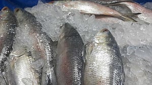 এবার ভারতে ইলিশ রপ্তানি বন্ধে রিট