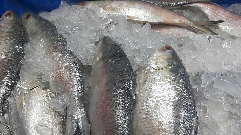 এবার ভারতে ইলিশ রপ্তানি বন্ধে রিট