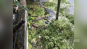 মাদারীপুরে বিদ্যুৎ অফিসের পুকুরে মরে ভাসল ১২ গুইসাপ